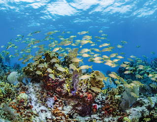 Scuba Diving in Rivera Maya