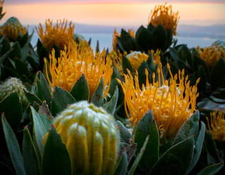 Cape Town Walking Tour