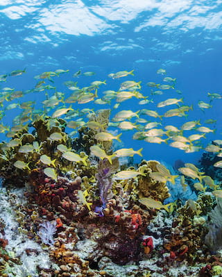 Plongée sous-marine dans la péninsule du Yucatán, au Mexique