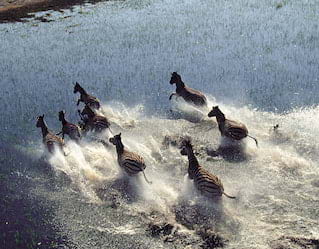 Horseback & Helicopter Safari, Game Viewing, Elephant