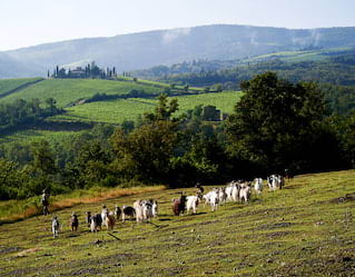 Chianti hills of Florence