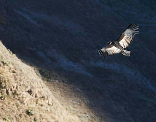 Colca Canyon, Peru