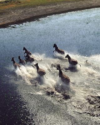 Aerial view of a pack of zebras running through wetlands in Botswana