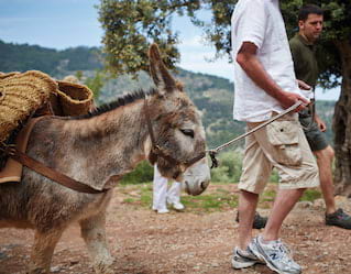 Donkey Trail Tours