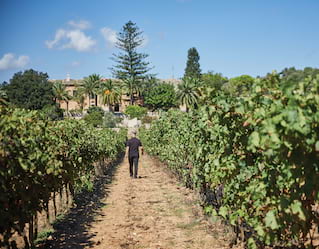 Winery Tour Mallorca
