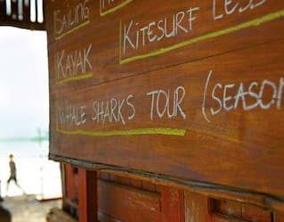 Whale Shark Tours