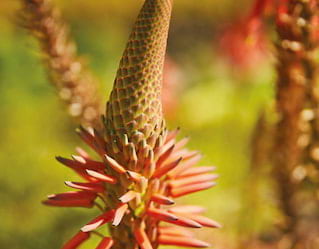 Madeira Garden Tour