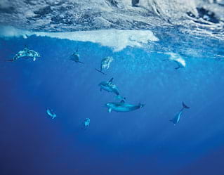 Watersports in Madeira