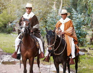 Peruvian Paso horse show