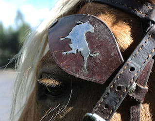 Horseback Riding in San Miguel de Alende