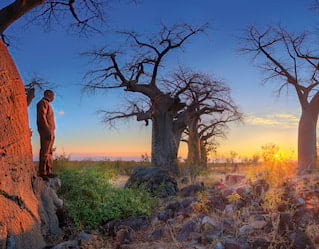 Bushmen Paintings and Baobab Trees