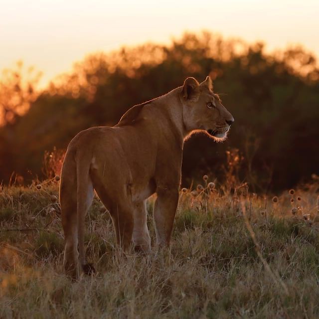 Images of Savute Elephant Lodge | Pictures of Chobe National Park