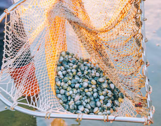 clams