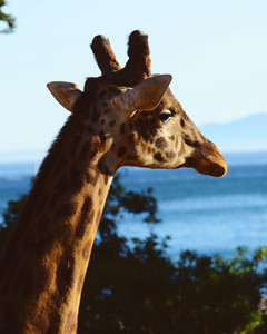 Zoos in California