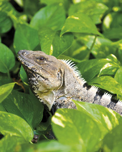 Excursiones por la Riviera Maya