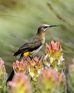 Fynbos Sunset Walks