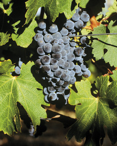 Santa Barbara Wineries