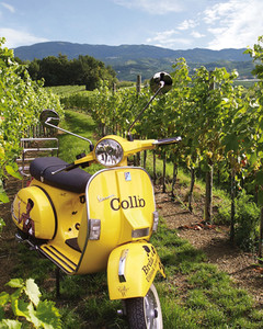 Tour del vino di Collio