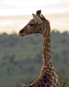 Luxury Botswana Safari