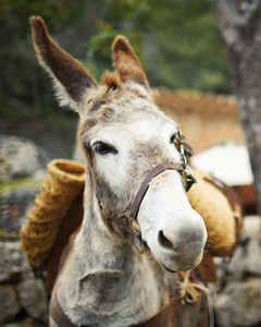 Wildlife in Mallorca
