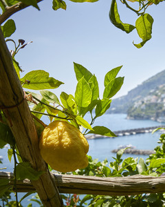Amalfi Limoni