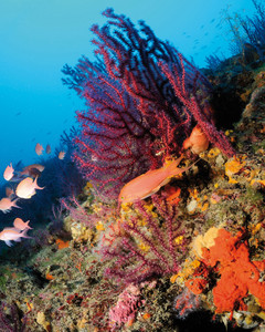 Scuba Italy