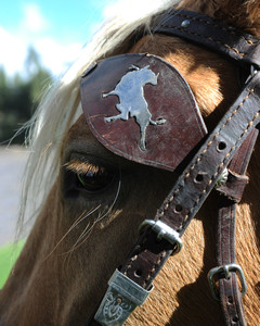 Caballos de paso peruano