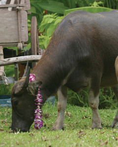 Authentic experience Lao